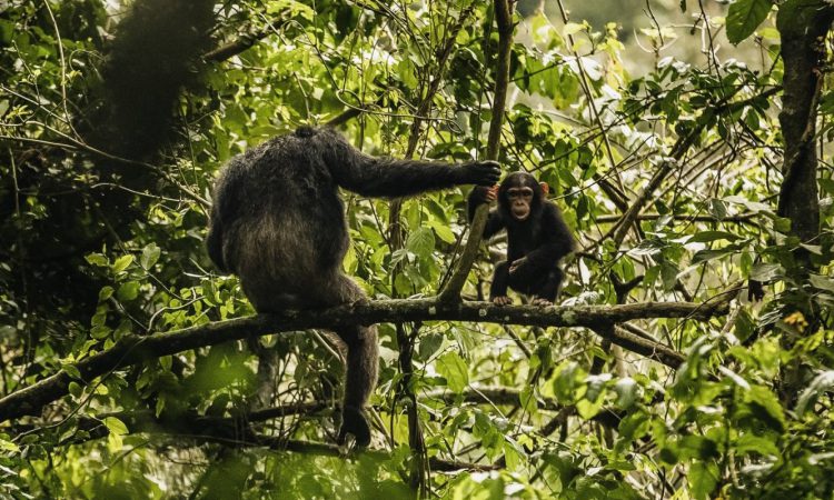 Nyungwe Group Safaris