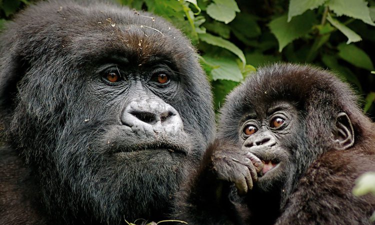 3 Days Rwanda Gorillas & Golden Monkey Trekking