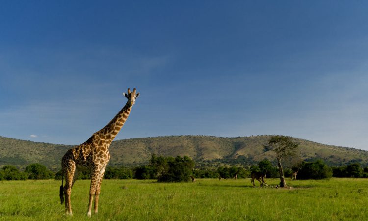 4 Days Akagera National Park Safari