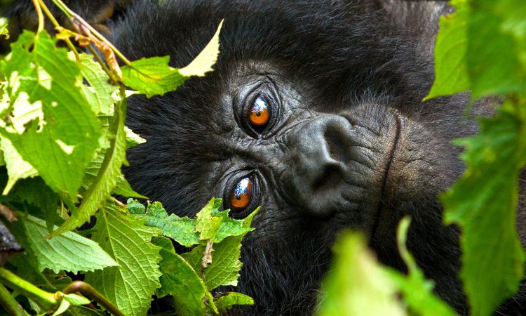 4 Days Rwanda Gorilla Trek