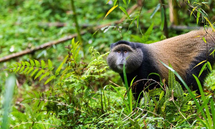 4 Days Rwanda Gorillas & Golden Monkeys Trekking Safari