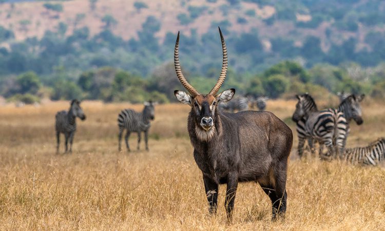 4 Days Rwanda Wildlife & Gorilla Safari to Volcanoes & Akagera