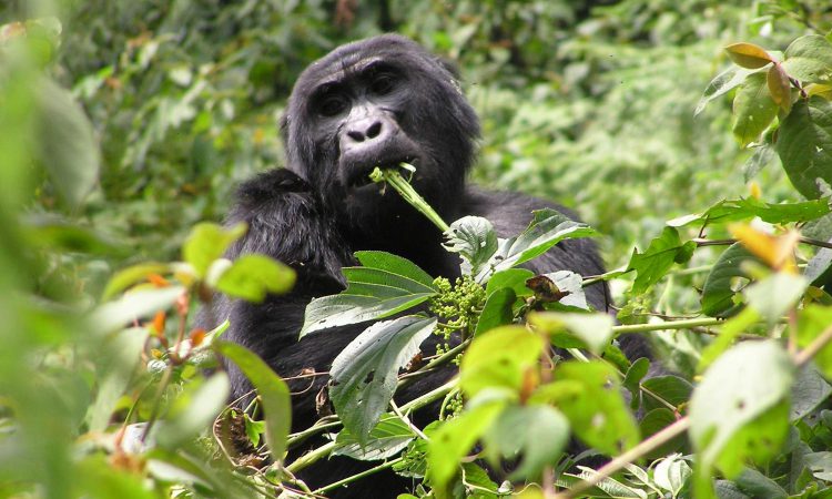 6 Days Rwanda Adventure Safari