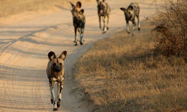 8 Days Classic Rwanda Safari