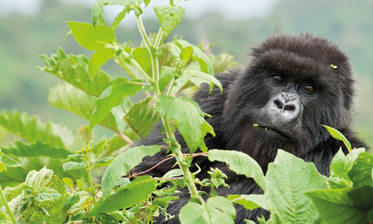 9 Days Rwanda Gorilla Holiday