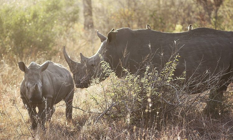 7 Days Rwanda Safari Holiday