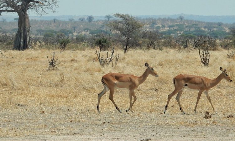10 Best of Gorillas & Big Five Safari