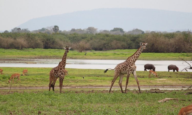 15 Days Adventure in East Africa