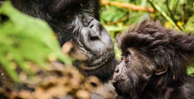 Bwindi Gorilla Trekking Safaris