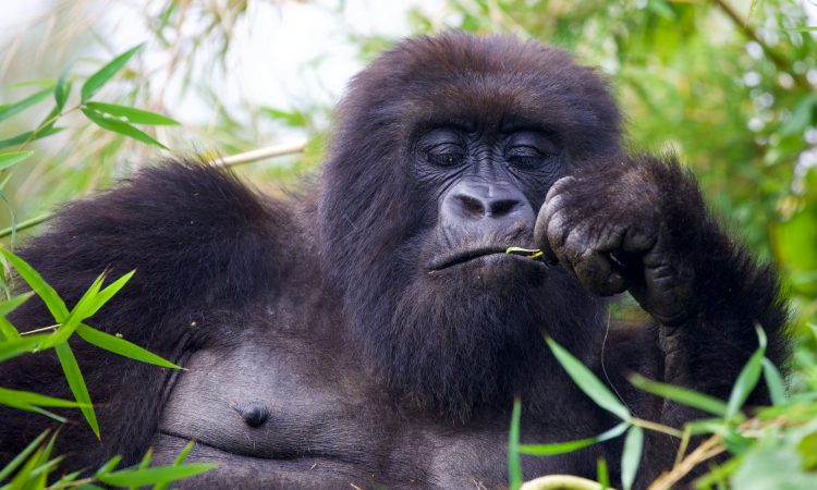 2-Day Virunga Gorilla Trekking Tour from Kigali
