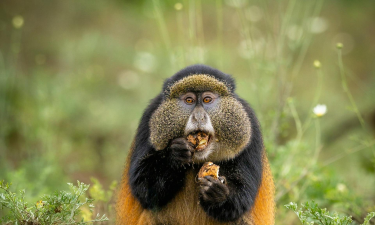 3-Day Rwanda Gorillas & Golden Monkey Tour