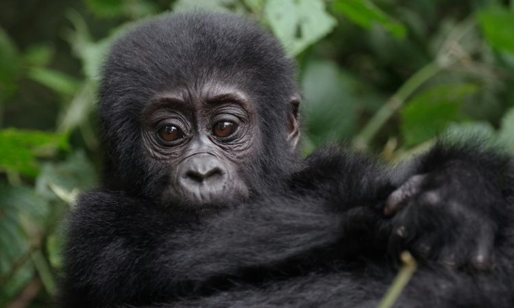 3-Day Virunga Double Gorilla Trekking Tour from Kigali
