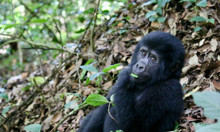 3-Day Virunga Gorilla Tour from Kigali - Affordable Gorilla Trekking in Congo