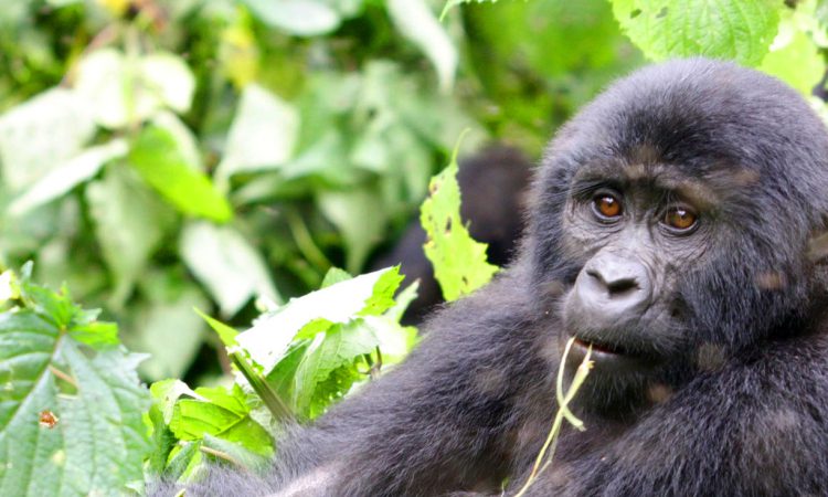 Uganda Gorilla Habituation in Rushaga Sector of Bwindi
