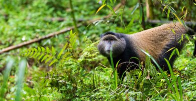 Mgahinga Gorillas & Golden Monkey Trekking from Kigali