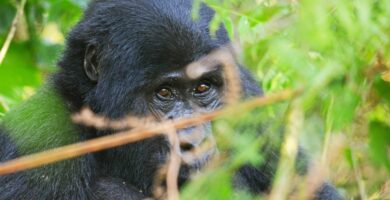 Bwindi Impenetrable Forest Gorilla Trekking