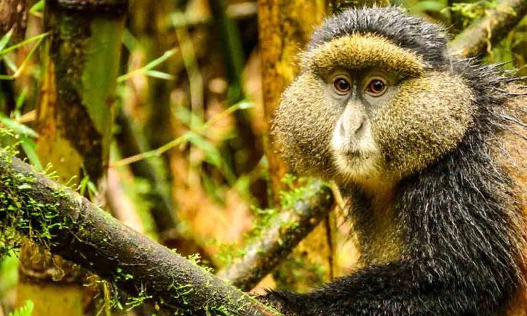 Bwindi Gorilla Trekking & Mgahinga Golden Monkey Tour