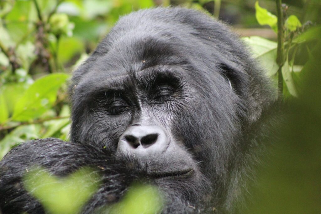 Minimum Age for Gorilla Trekking in Bwindi Gorilla Park