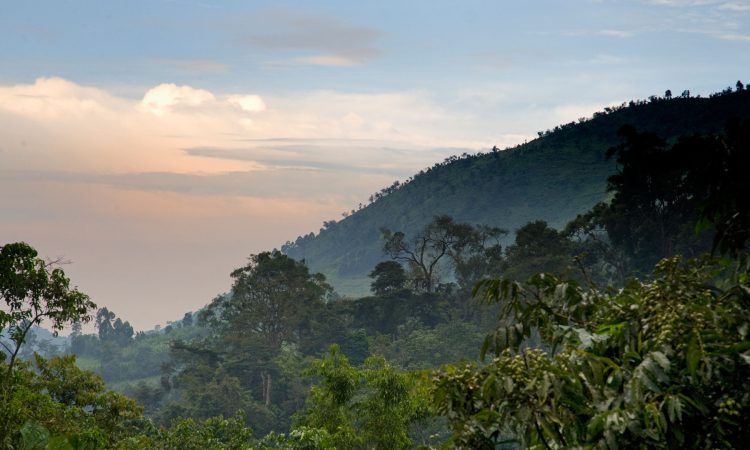 Bwindi Impenetrable Forest - Wildlife, Gorillas & Travel Guide