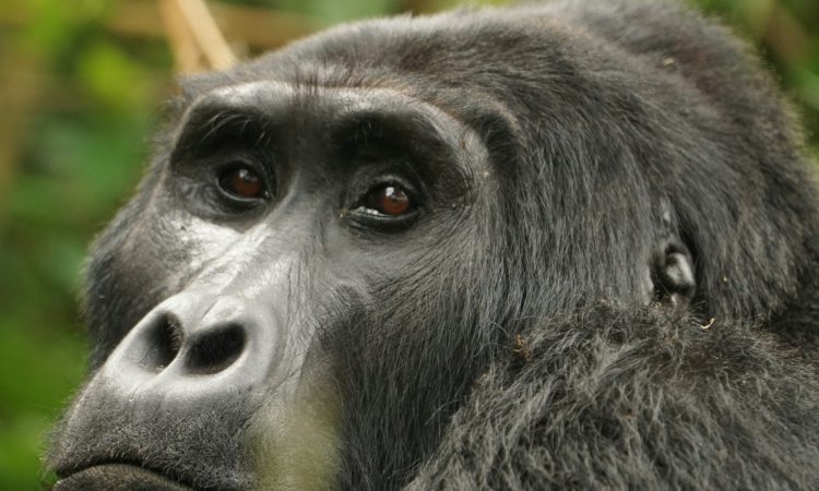 3-Day Bwindi Double Gorilla Trekking Tour from Kigali