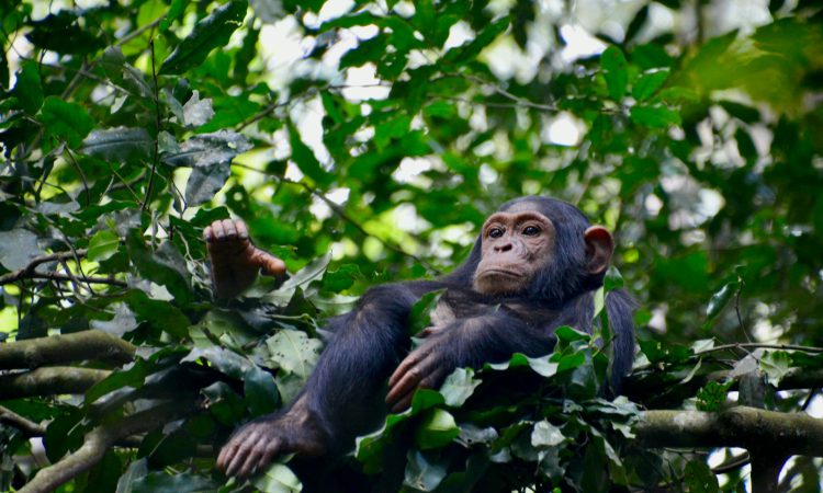 4-Day Bwindi & Kalinzu Chimpanzee Tour from Kigali