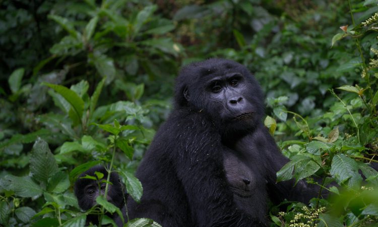 5-Day Bwindi & Volcanoes Gorilla Trekking Tour from Kigali
