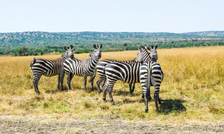 6-Day Bwindi & Akagera Safari from Kigali - Gorillas & Savannah Wildlife