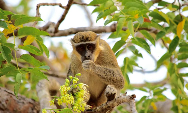 6-Day Bwindi & Nyungwe Safari from Kigali - Gorillas, Chimps & Culture