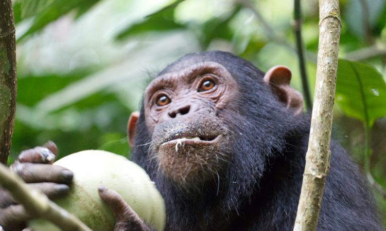 6-Day Uganda Safari from Kigali - Gorillas, Chimps & Wildlife Tour